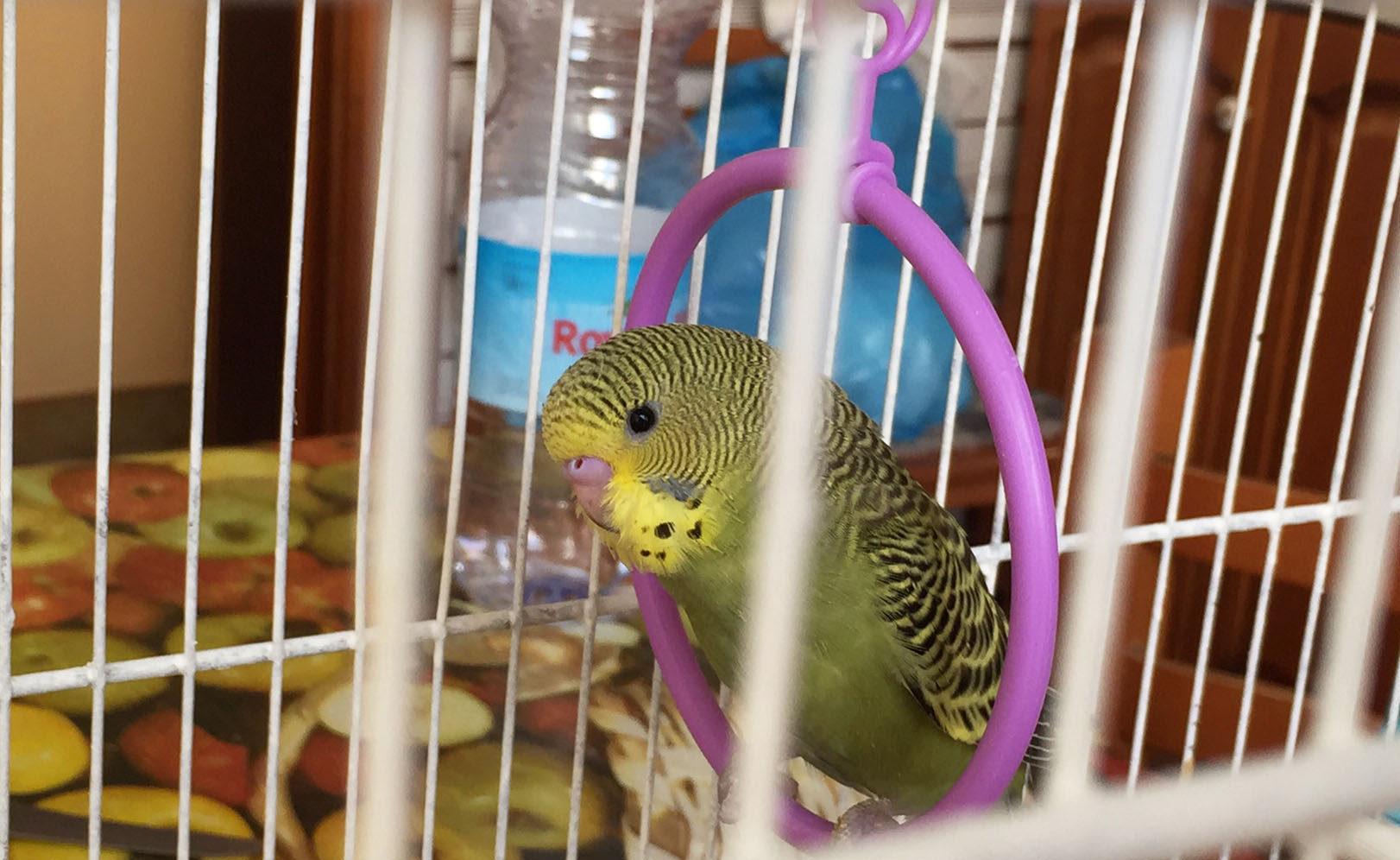 Vi presento Pollino...